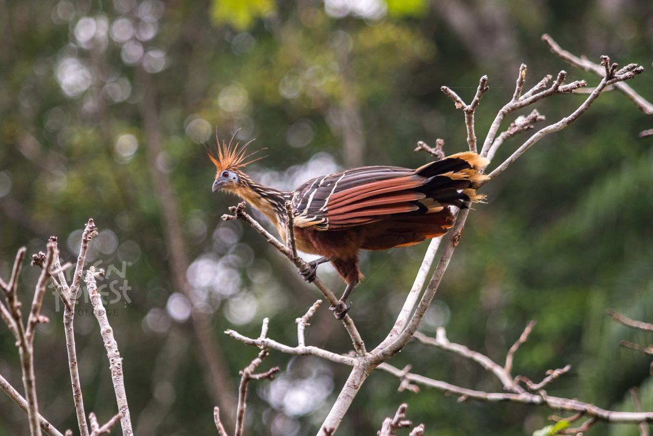 Green Forest Ecolodge Puerto Montufar Ngoại thất bức ảnh