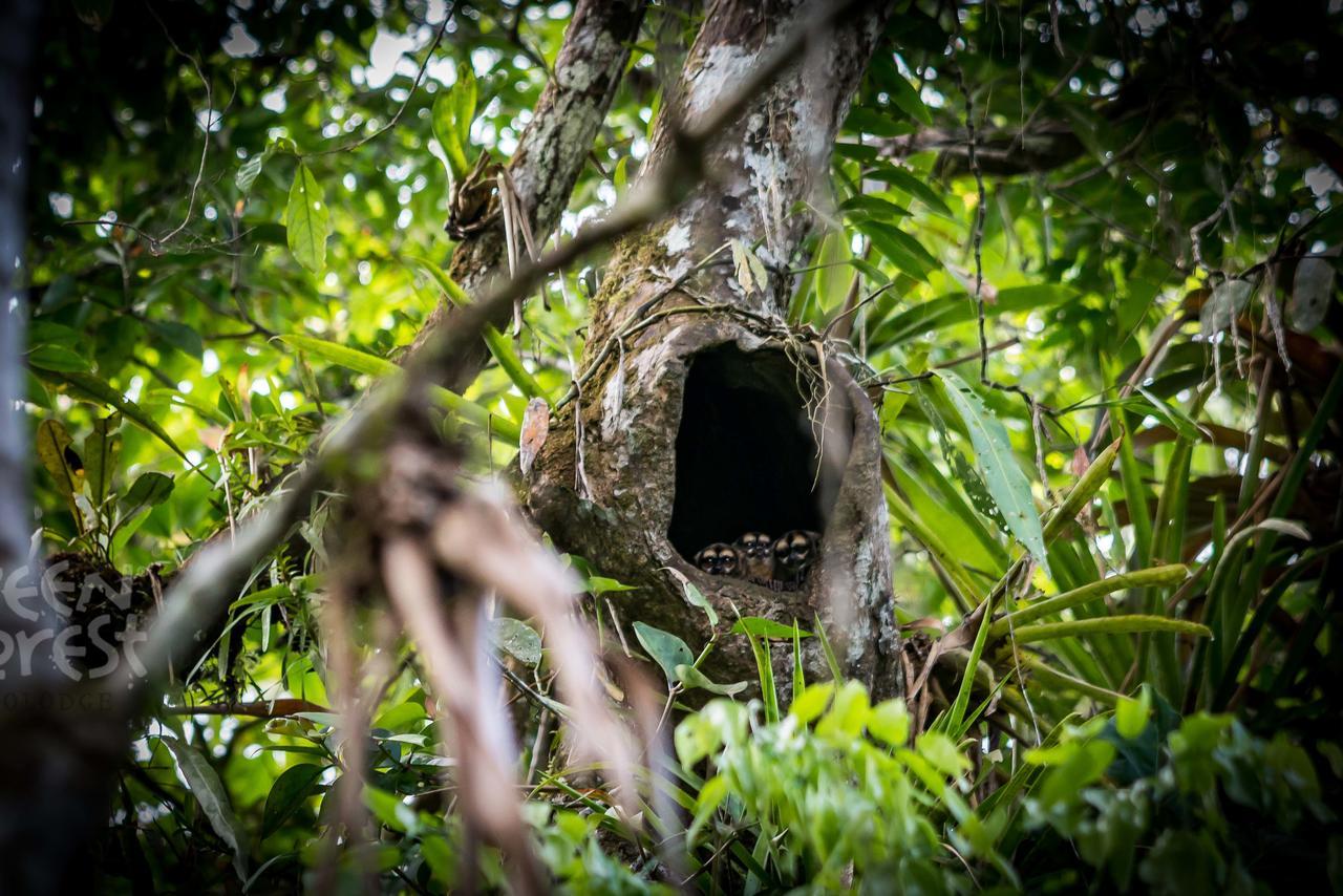 Green Forest Ecolodge Puerto Montufar Ngoại thất bức ảnh