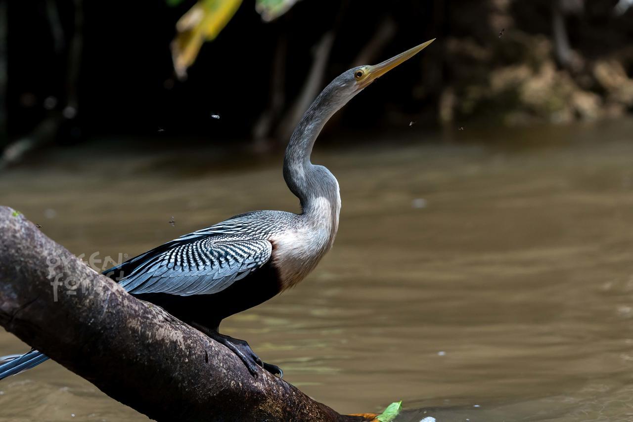 Green Forest Ecolodge Puerto Montufar Ngoại thất bức ảnh