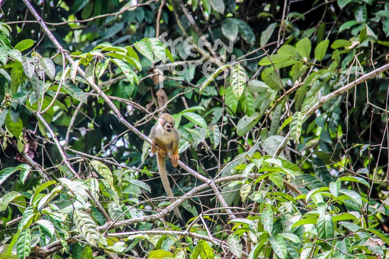Green Forest Ecolodge Puerto Montufar Ngoại thất bức ảnh