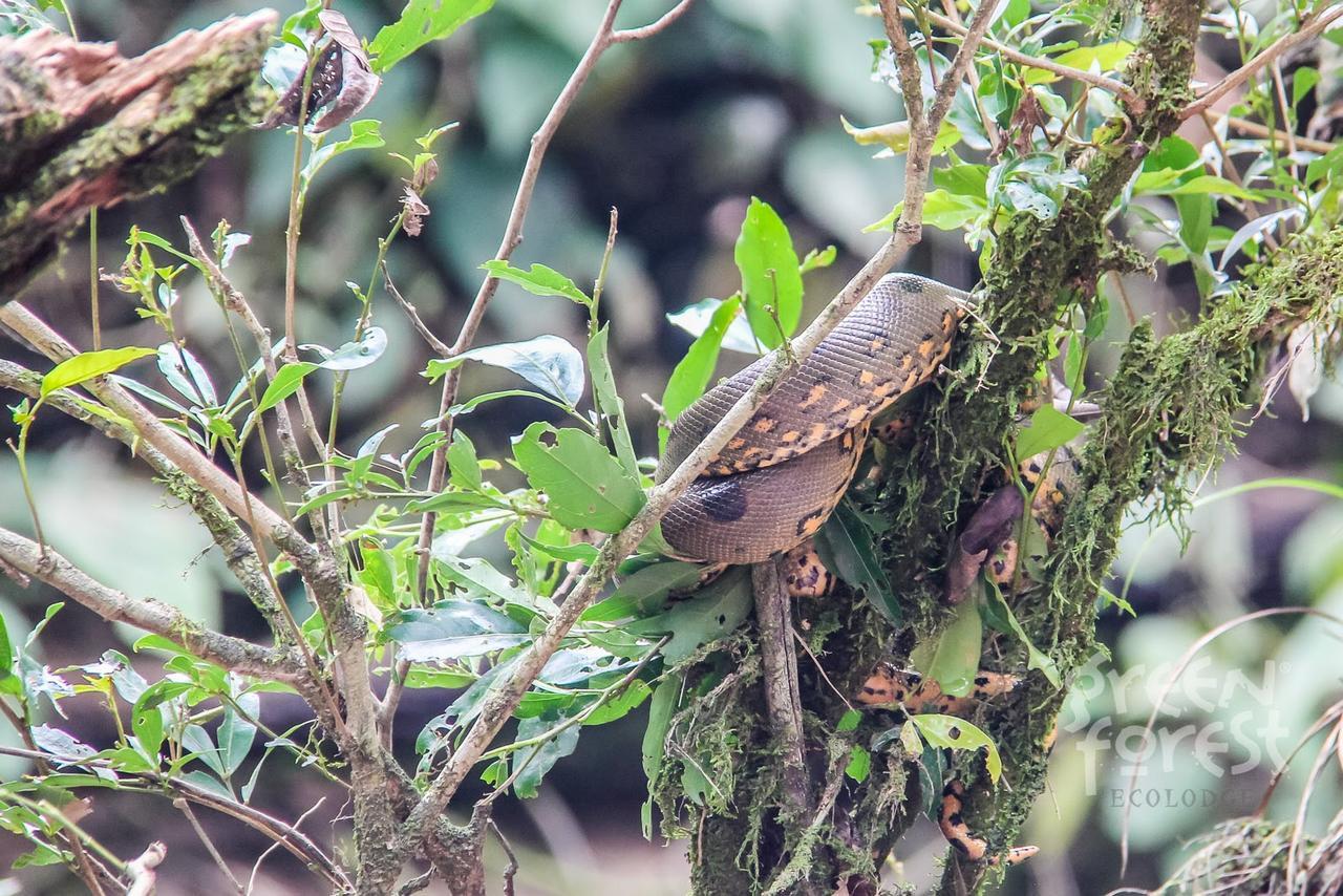 Green Forest Ecolodge Puerto Montufar Ngoại thất bức ảnh