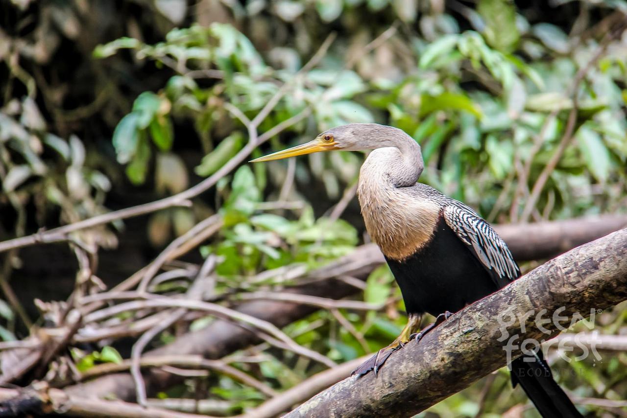 Green Forest Ecolodge Puerto Montufar Ngoại thất bức ảnh