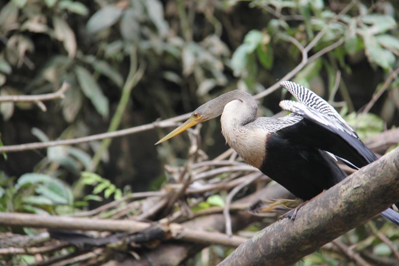 Green Forest Ecolodge Puerto Montufar Ngoại thất bức ảnh