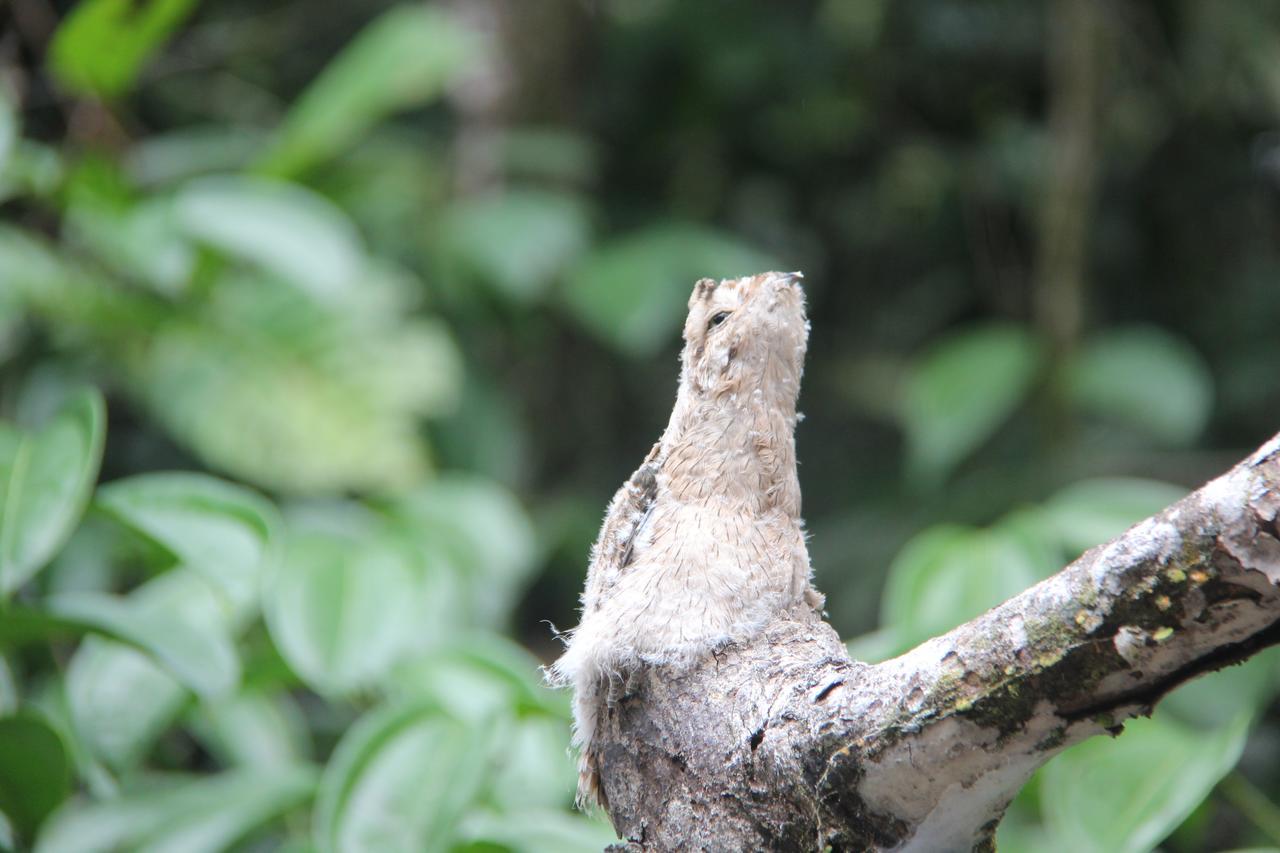 Green Forest Ecolodge Puerto Montufar Ngoại thất bức ảnh