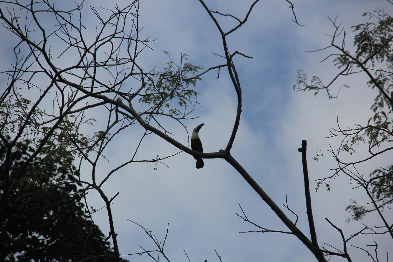 Green Forest Ecolodge Puerto Montufar Ngoại thất bức ảnh