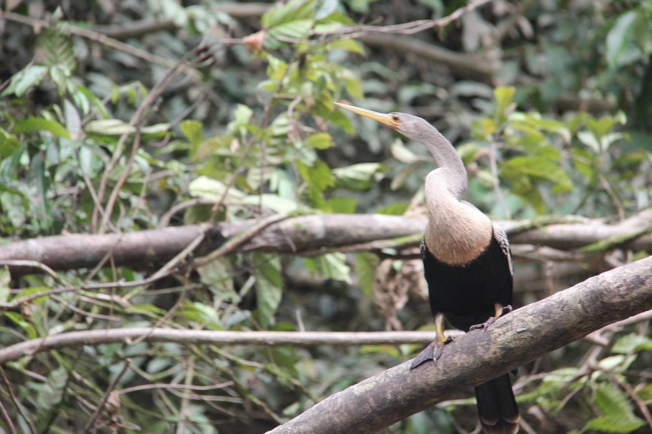 Green Forest Ecolodge Puerto Montufar Ngoại thất bức ảnh