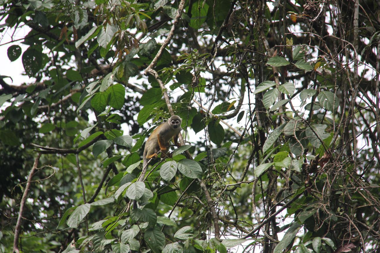 Green Forest Ecolodge Puerto Montufar Ngoại thất bức ảnh