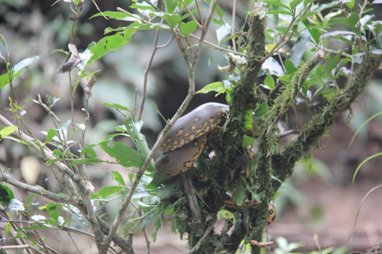 Green Forest Ecolodge Puerto Montufar Ngoại thất bức ảnh
